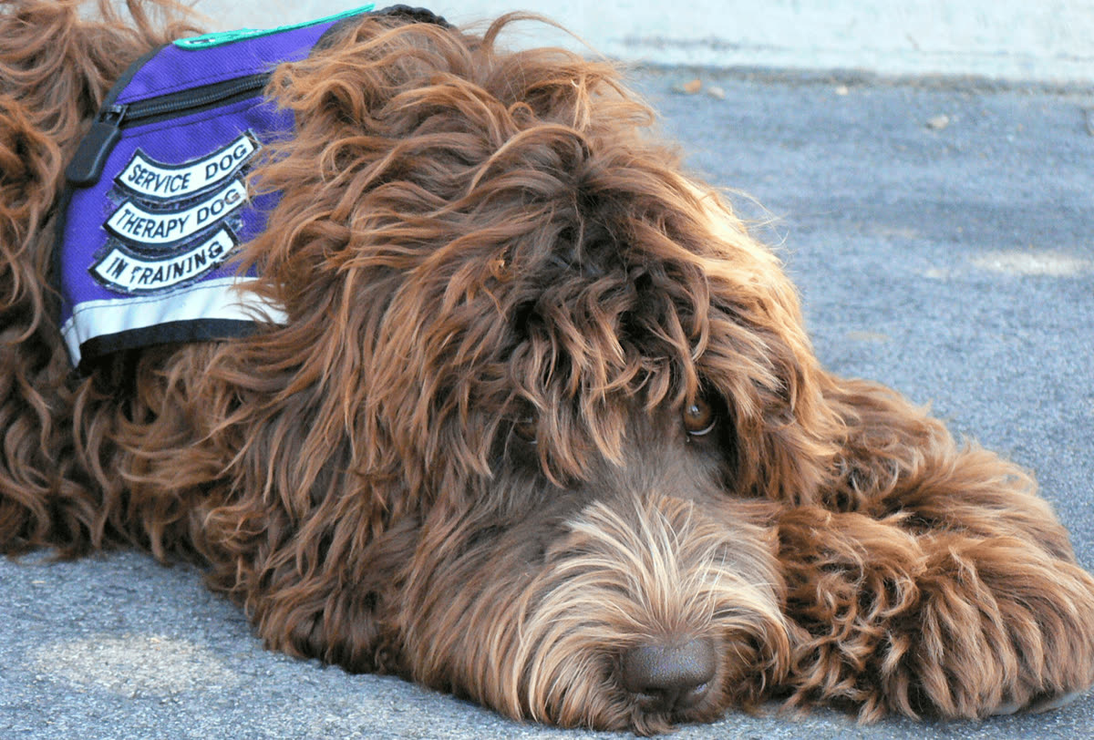 A service dog resting calmly while wearing a vest